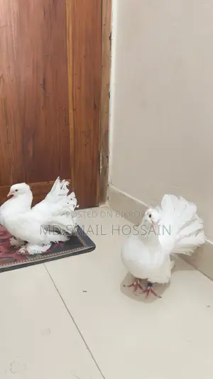 Peacock Pigeon