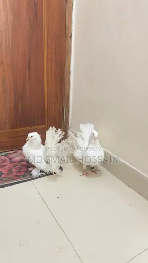 ময়ূর পঙখি