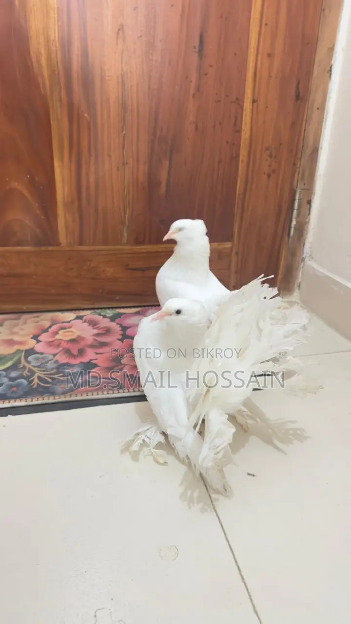 ময়ূর পঙখি