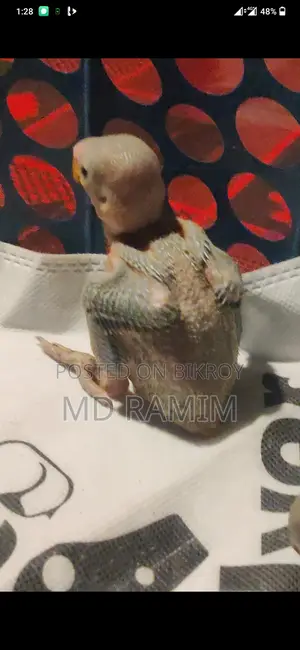 তিনটি বাচ্চা তোতা পাখি