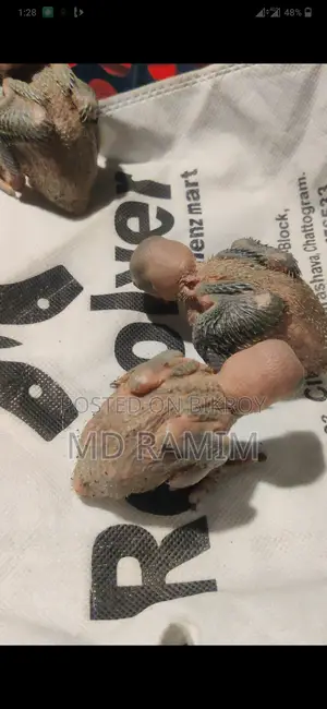 তিনটি বাচ্চা তোতা পাখি