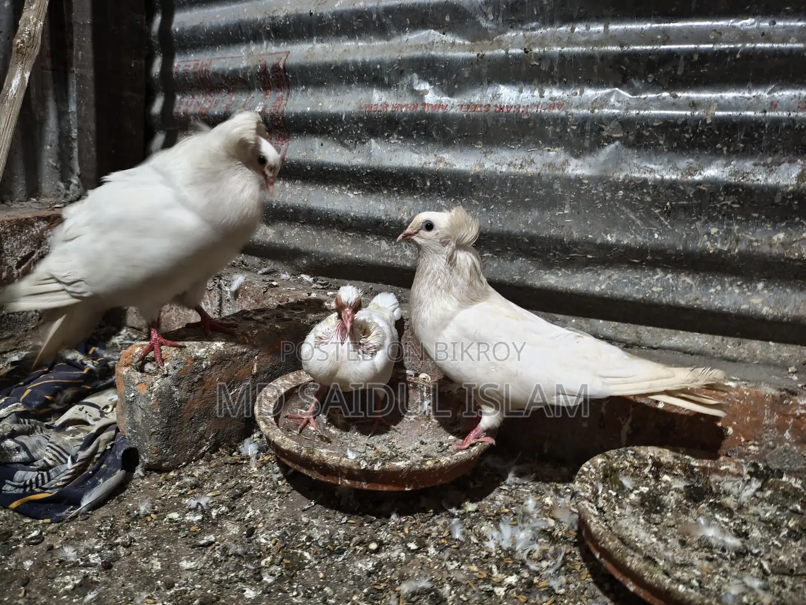 একজোড়া রানিং বোম্বাই বিক্রি করা হবে
