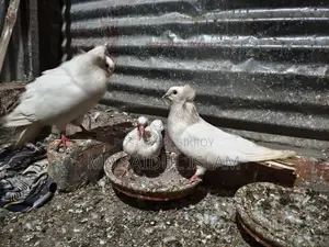 একজোড়া রানিং বোম্বাই বিক্রি করা হবে