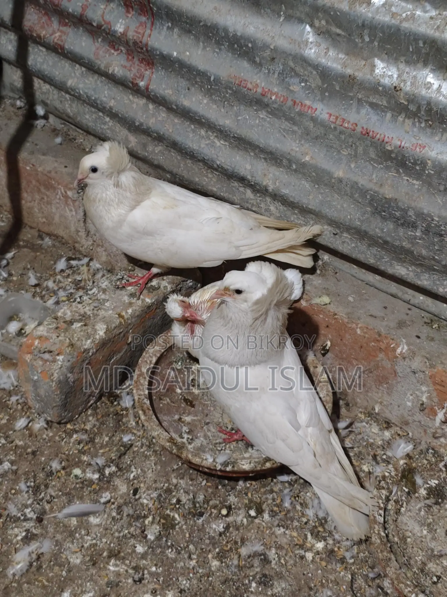 একজোড়া রানিং বোম্বাই বিক্রি করা হবে
