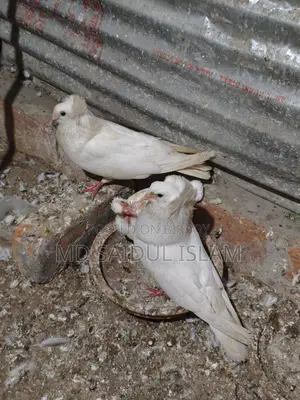 একজোড়া রানিং বোম্বাই বিক্রি করা হবে