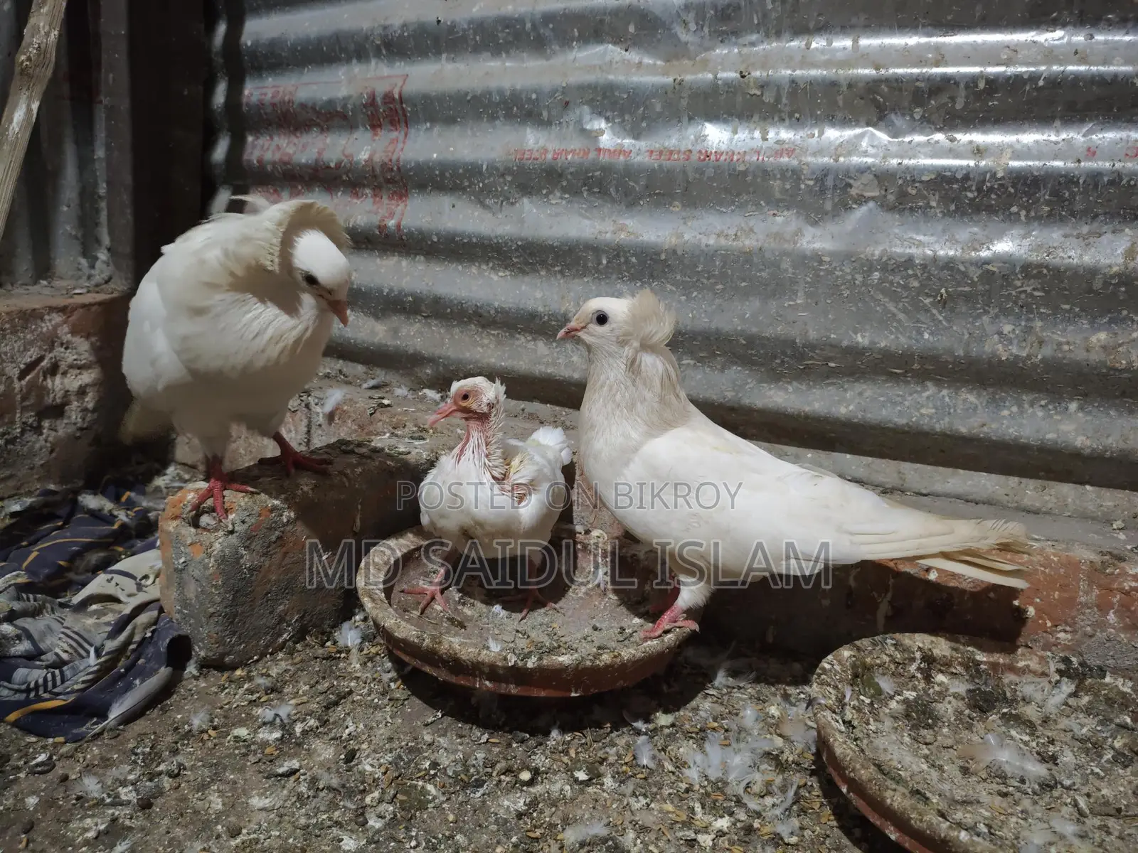 একজোড়া রানিং বোম্বাই বিক্রি করা হবে