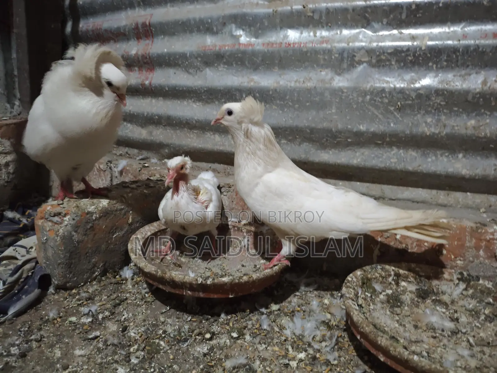 একজোড়া রানিং বোম্বাই বিক্রি করা হবে
