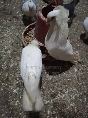 একজোড়া রানিং বোম্বাই বিক্রি করা হবে