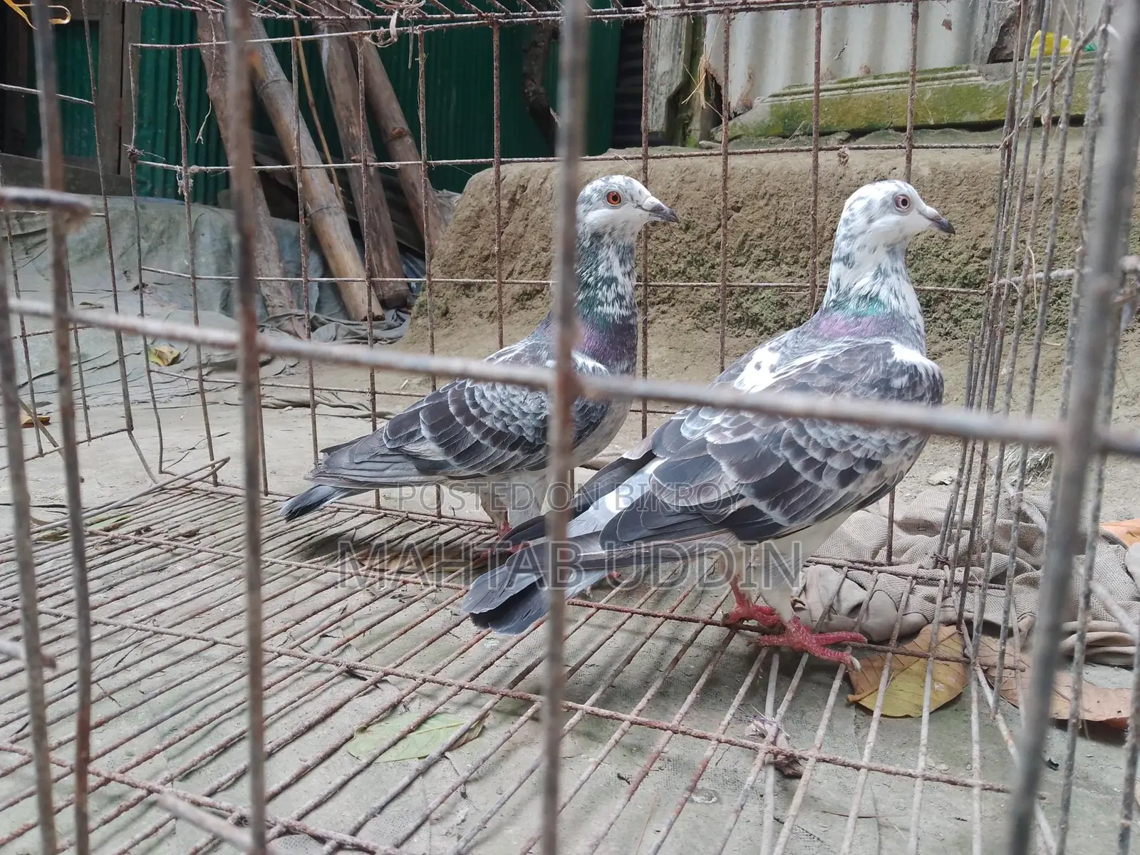 গ্রিজাল কবুতর ১ জোড়া
