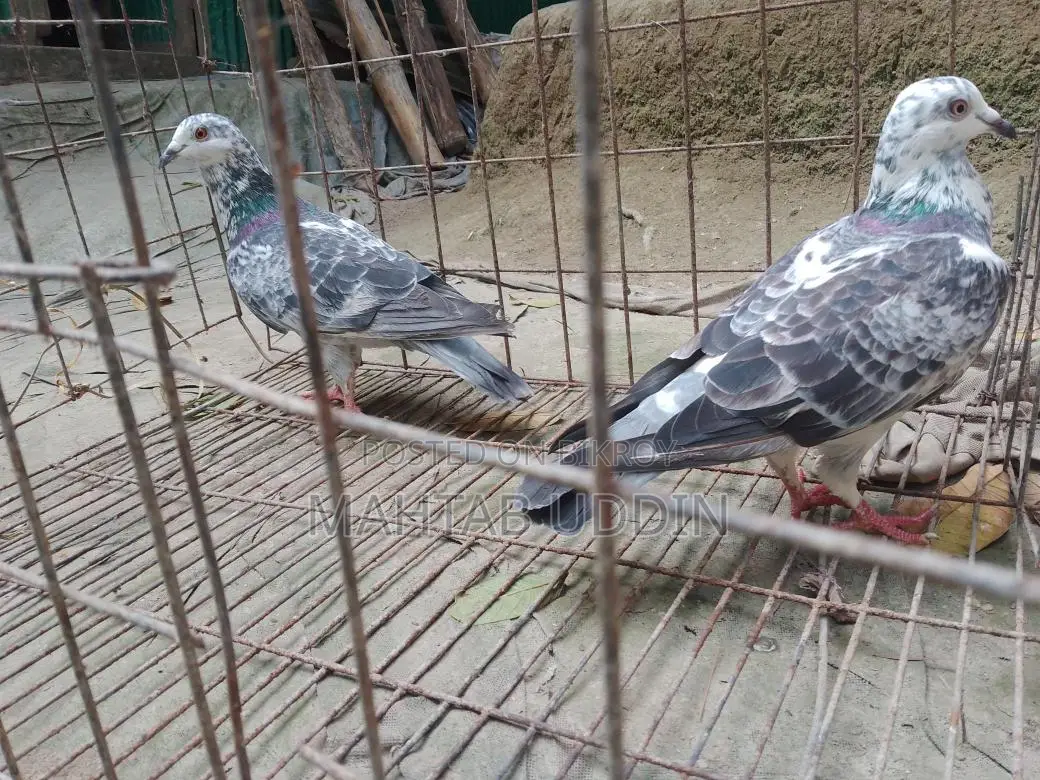 গ্রিজাল কবুতর ১ জোড়া