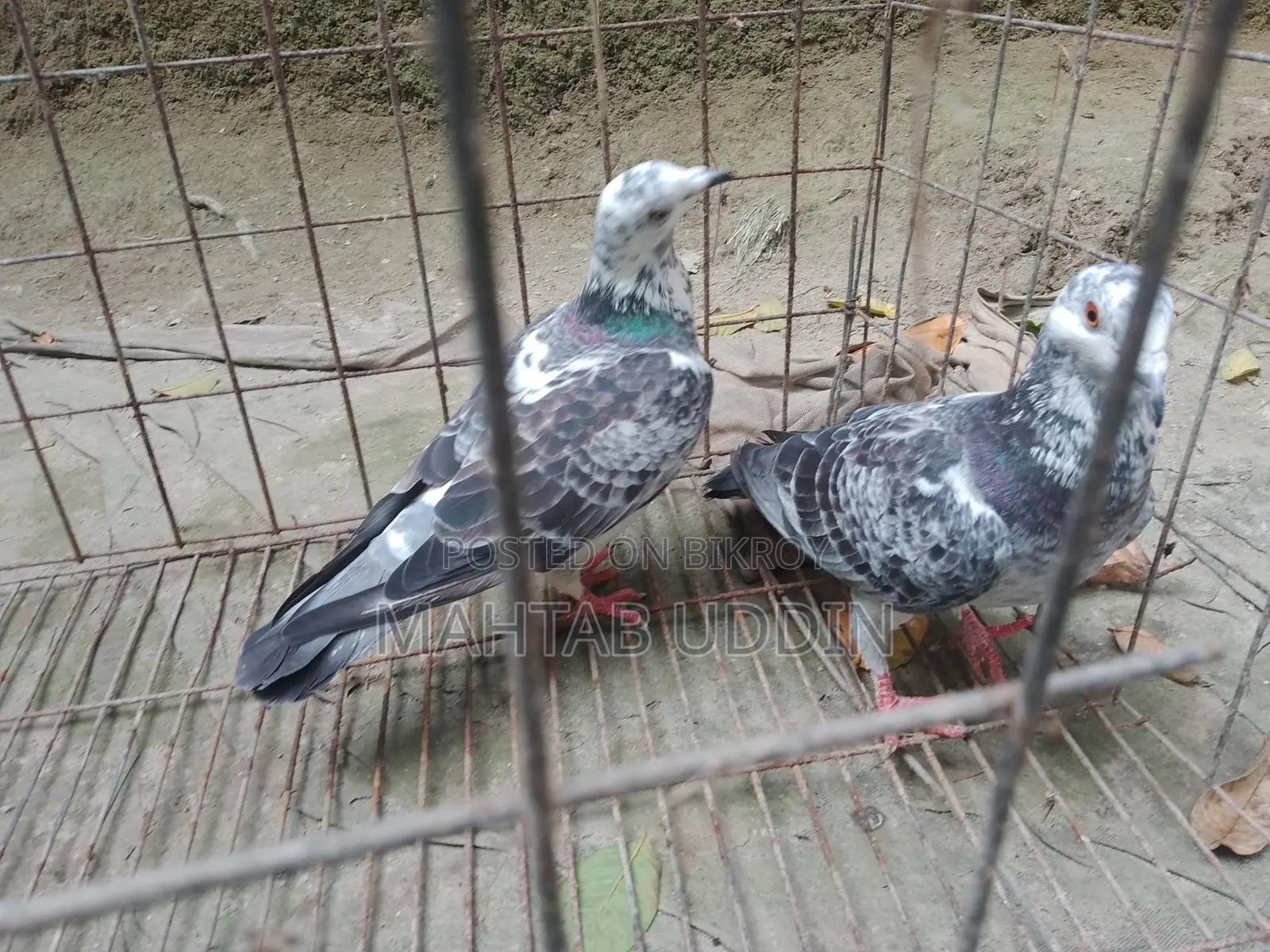 গ্রিজাল কবুতর ১ জোড়া