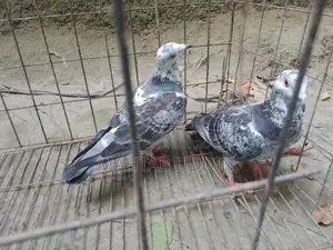গ্রিজাল কবুতর ১ জোড়া