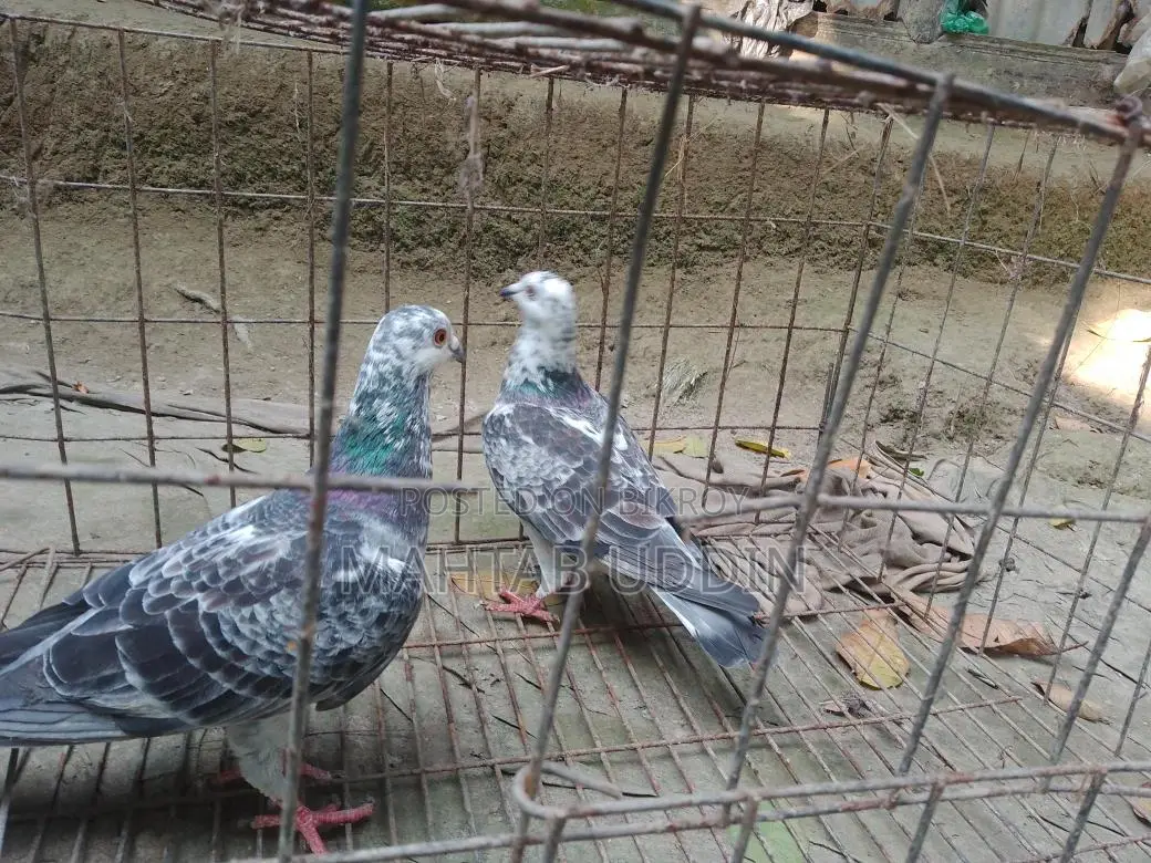 গ্রিজাল কবুতর ১ জোড়া