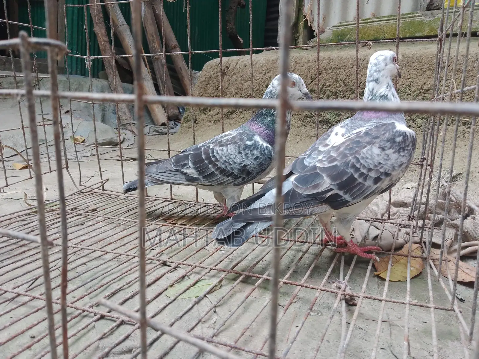 গ্রিজাল কবুতর ১ জোড়া