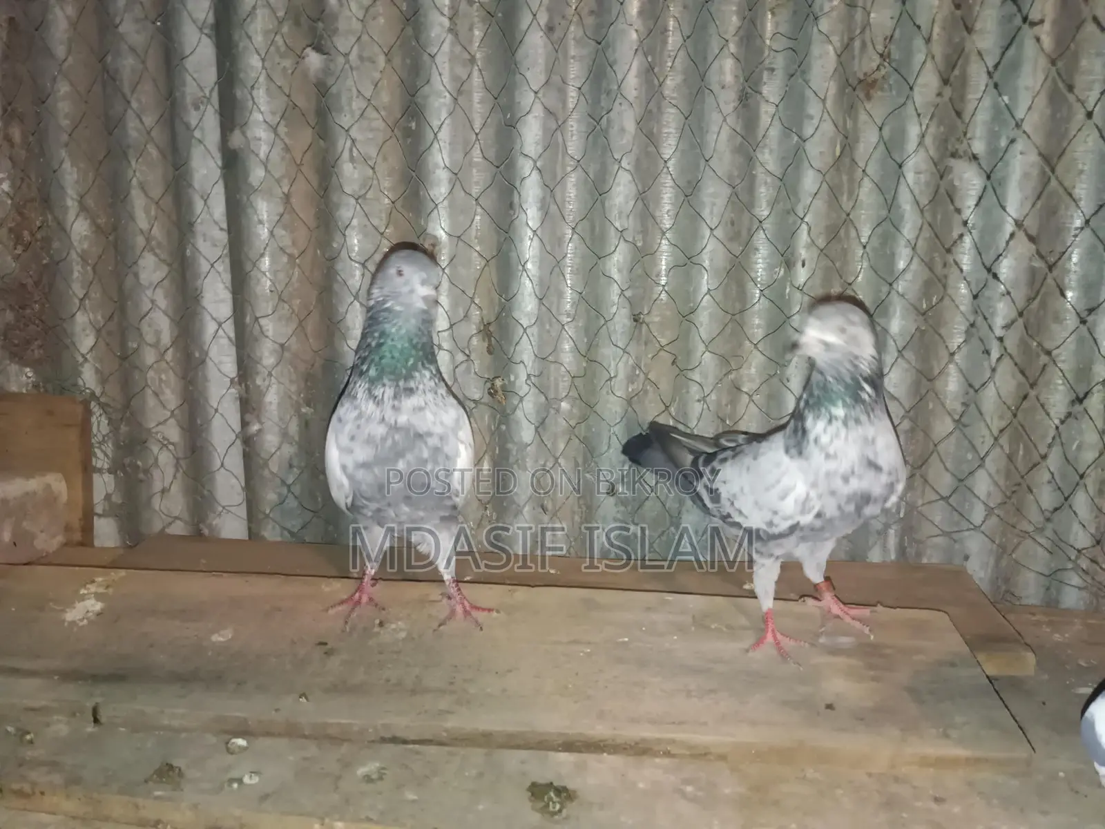 Kobutor for Sale
