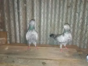 Kobutor for Sale