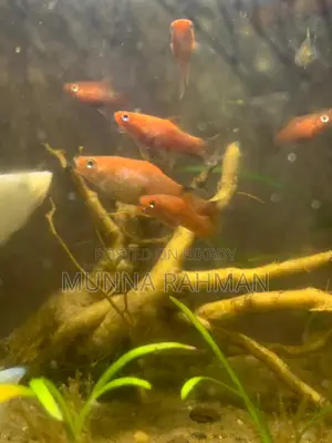 ভালো মানের মলি মাছ