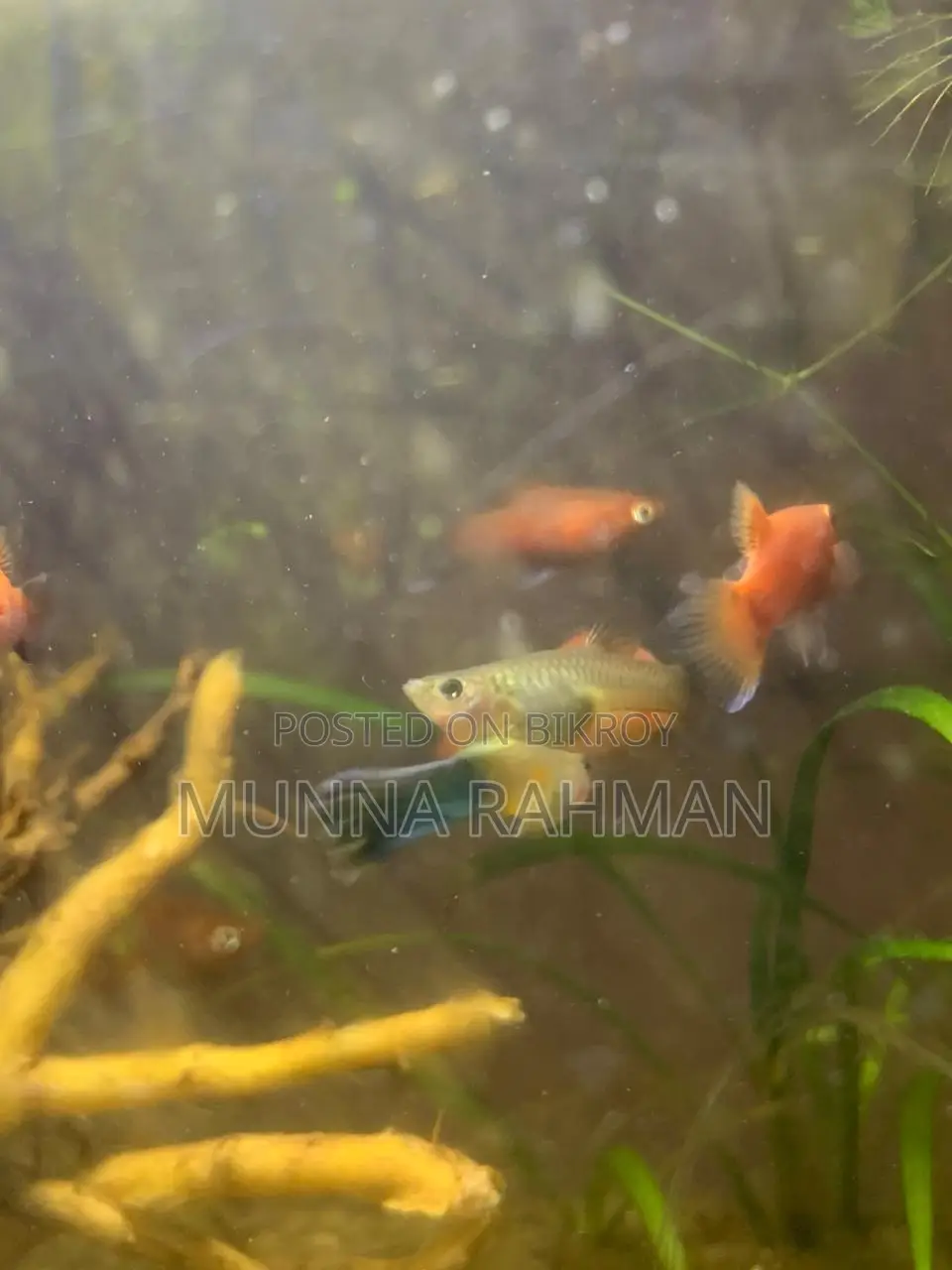 High-Quality Molly Fish