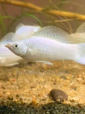 High-Quality Molly Fish