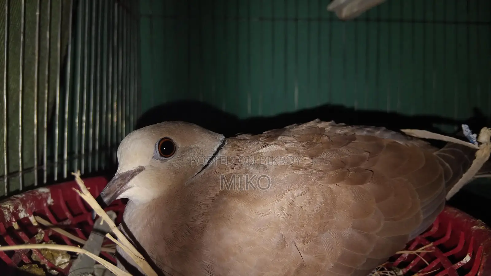 Australian Dove Birds