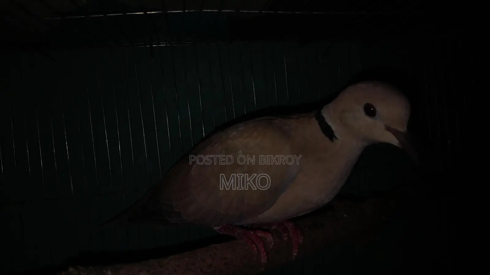 Australian Dove Birds