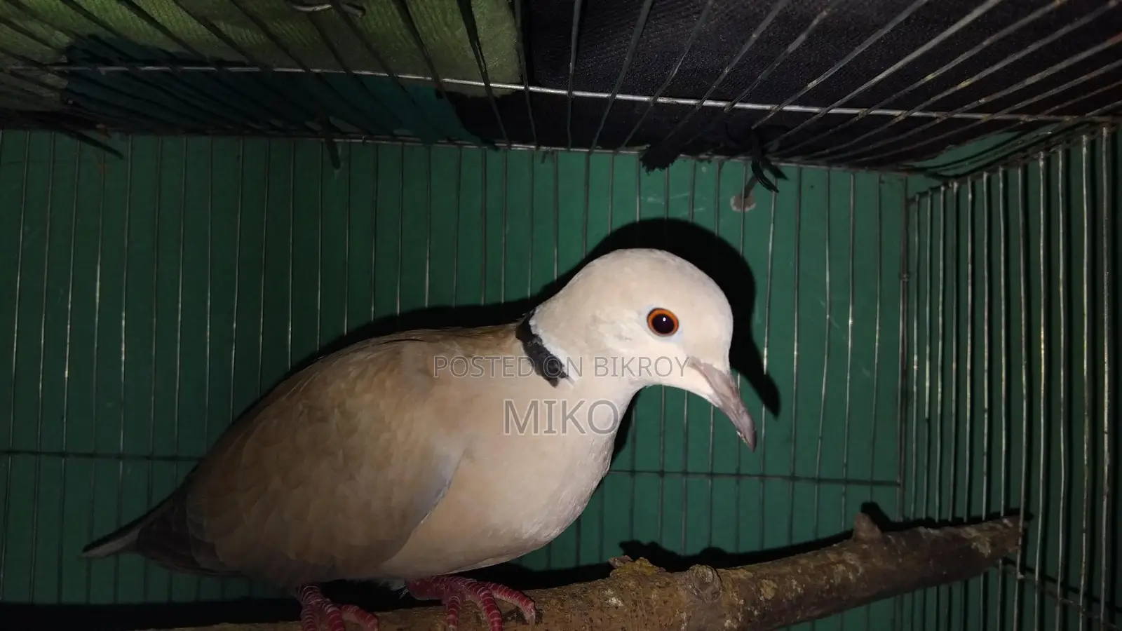 Australian Dove Birds