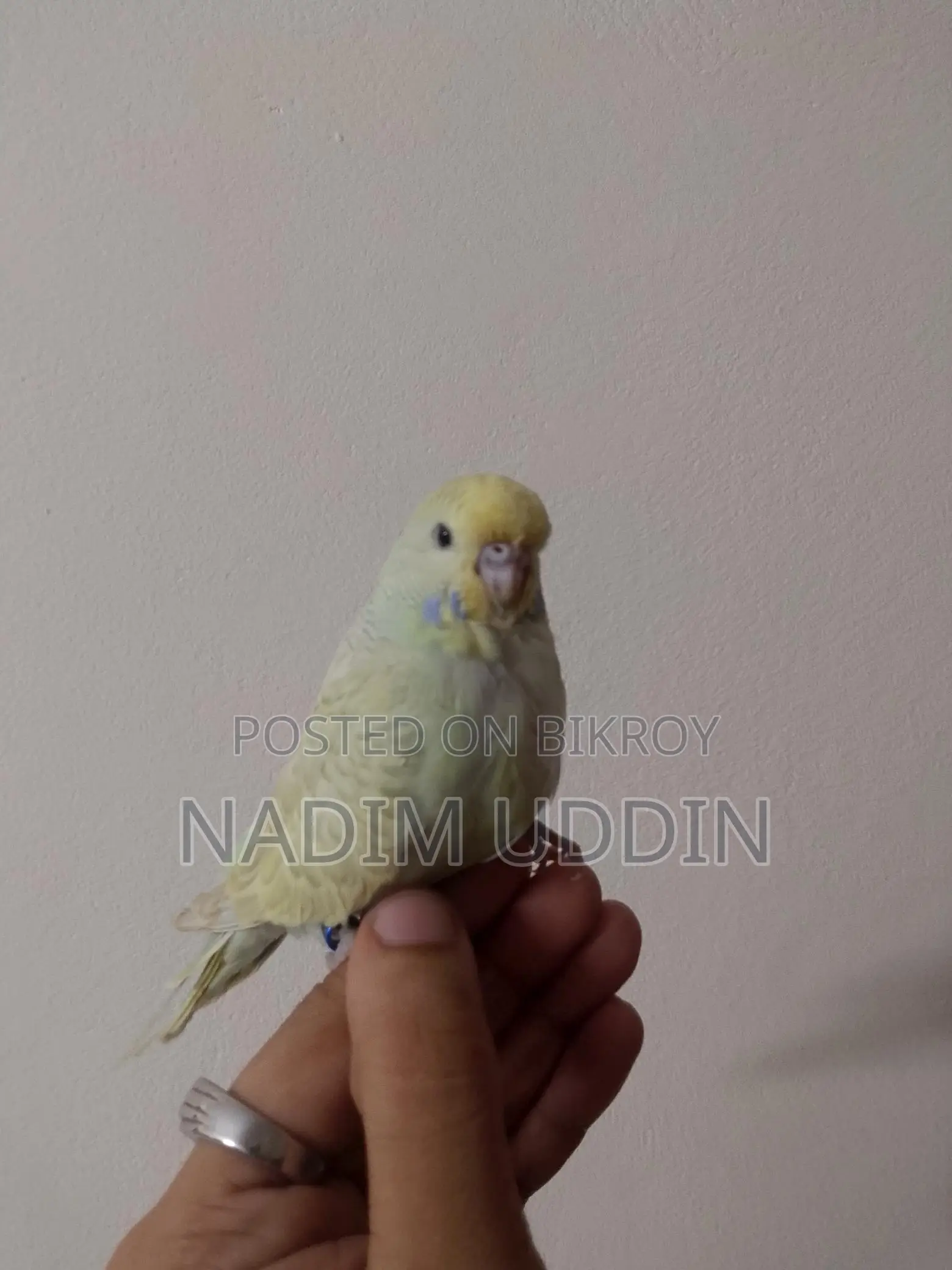 English, Backfill And Petsize Budgie