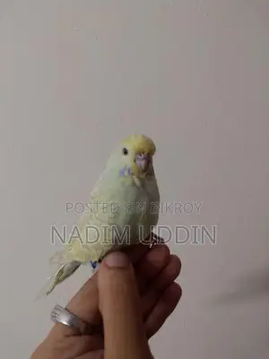 English, Backfill And Petsize Budgie