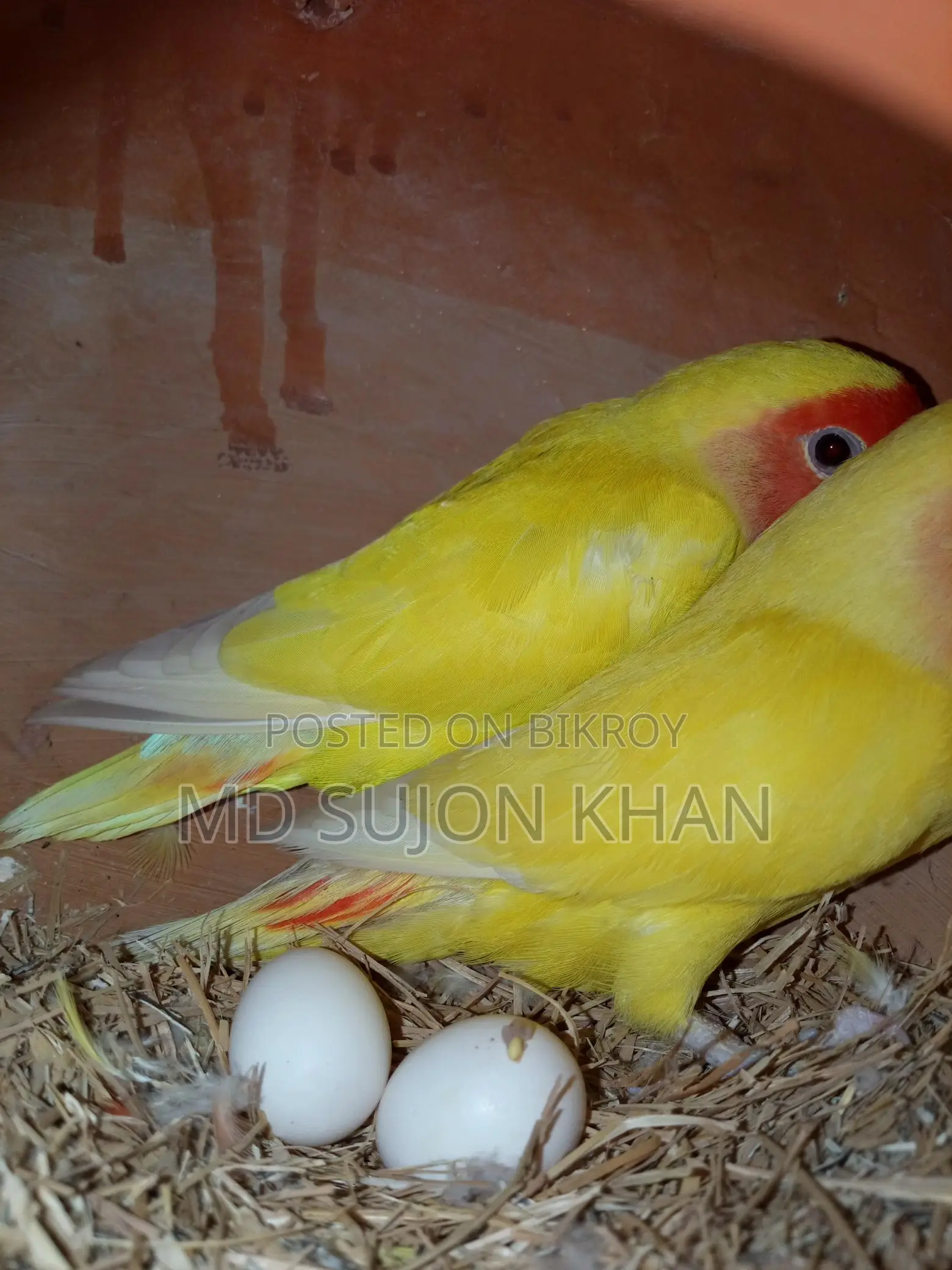 ডিম সহ লাভ বার্ড পাখি