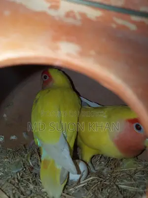 ডিম সহ লাভ বার্ড পাখি