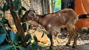 কোরবানি উপযুক্ত একটি ব্লাক বেঙ্গল খাসি