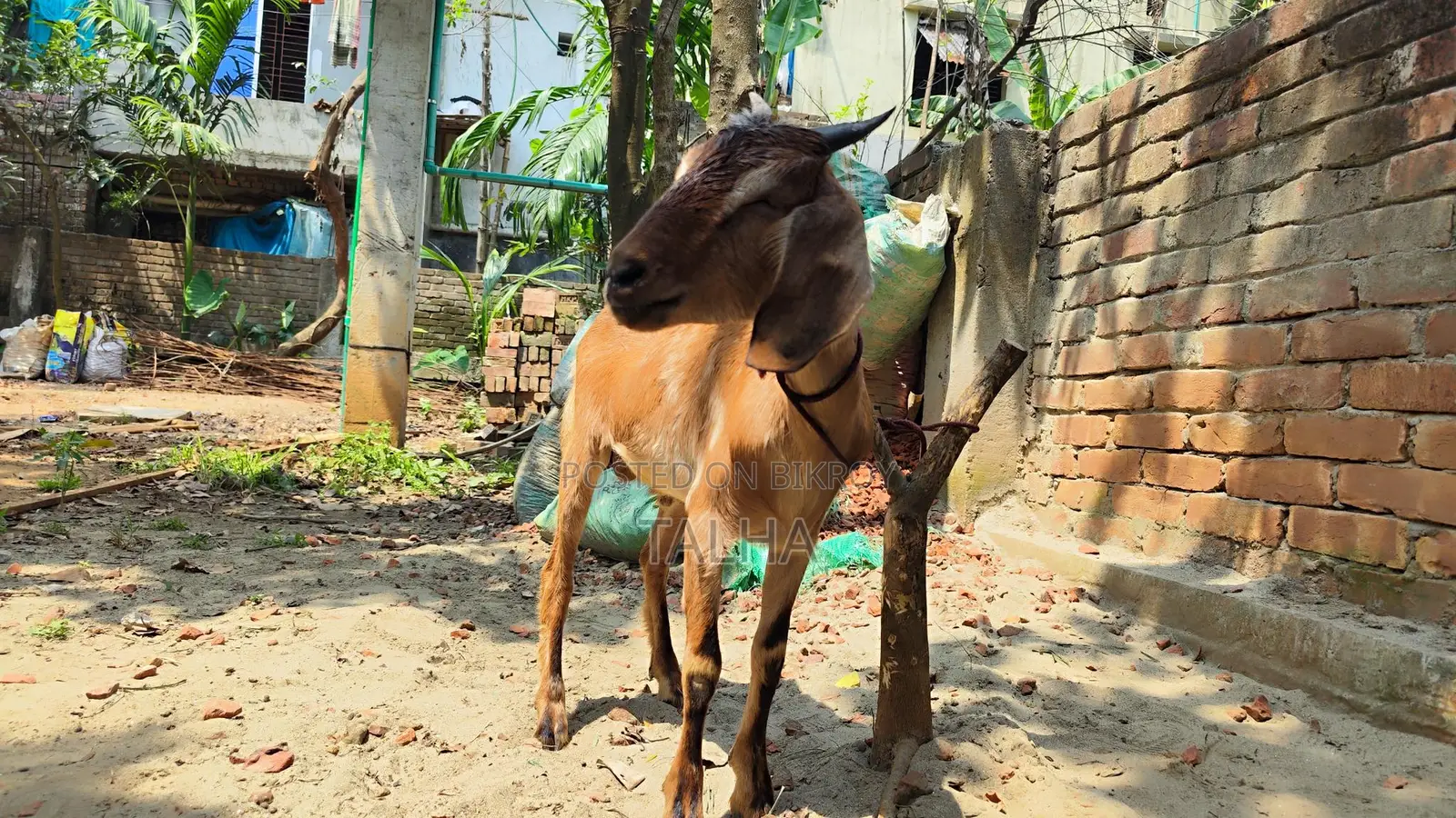 কোরবানি উপযুক্ত একটি ব্লাক বেঙ্গল খাসি