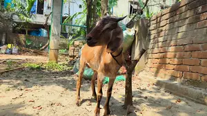 কোরবানি উপযুক্ত একটি ব্লাক বেঙ্গল খাসি