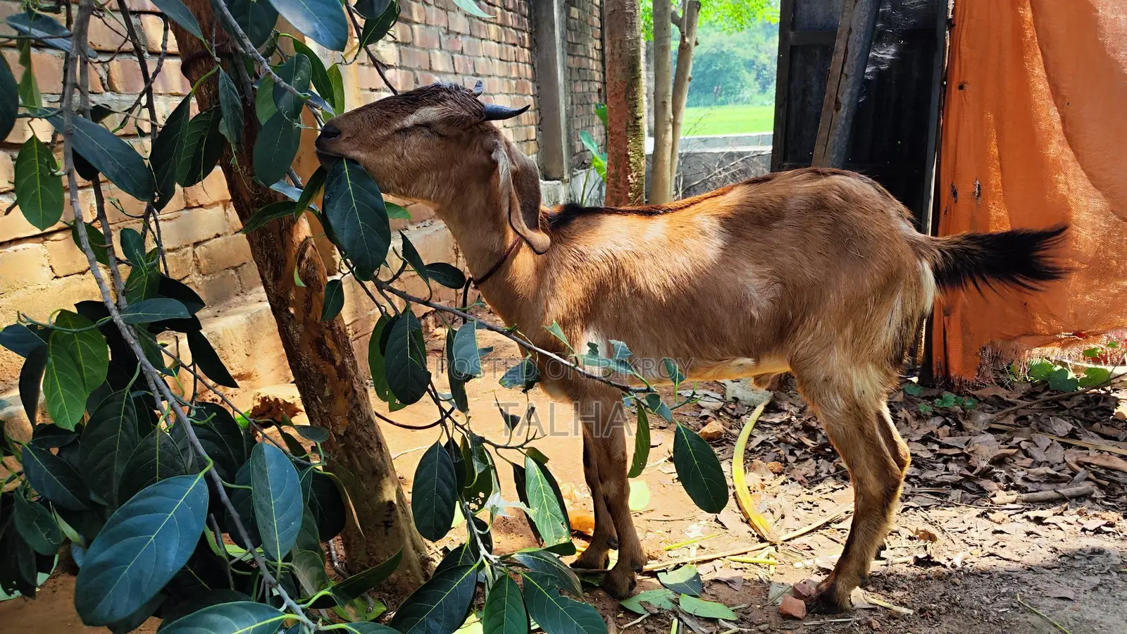 কোরবানি উপযুক্ত একটি ব্লাক বেঙ্গল খাসি