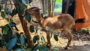 কোরবানি উপযুক্ত একটি ব্লাক বেঙ্গল খাসি