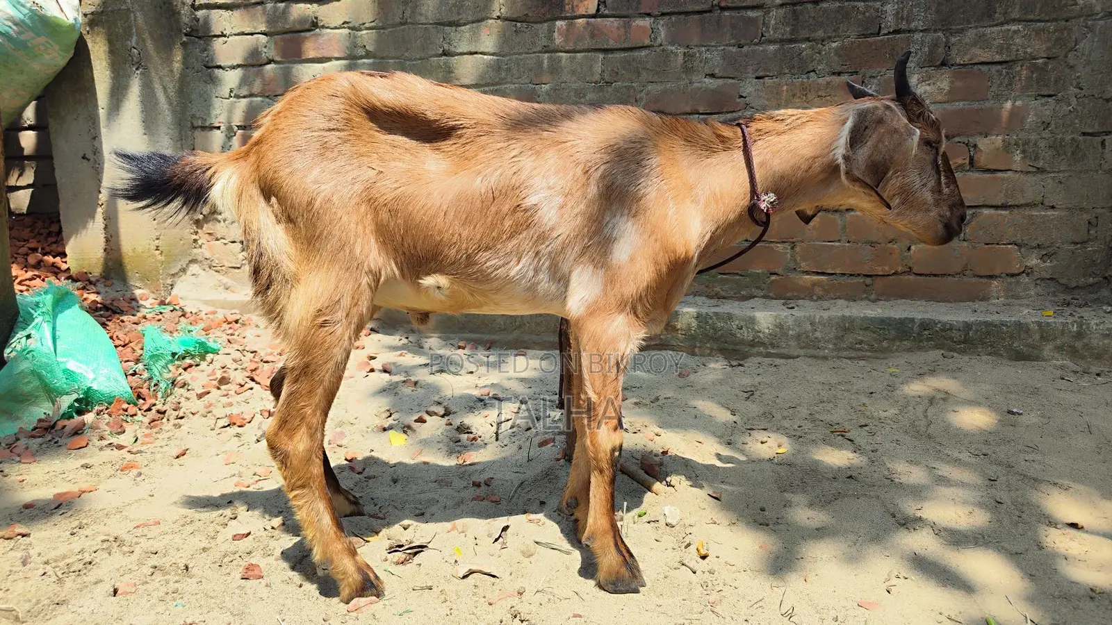 কোরবানি উপযুক্ত একটি ব্লাক বেঙ্গল খাসি