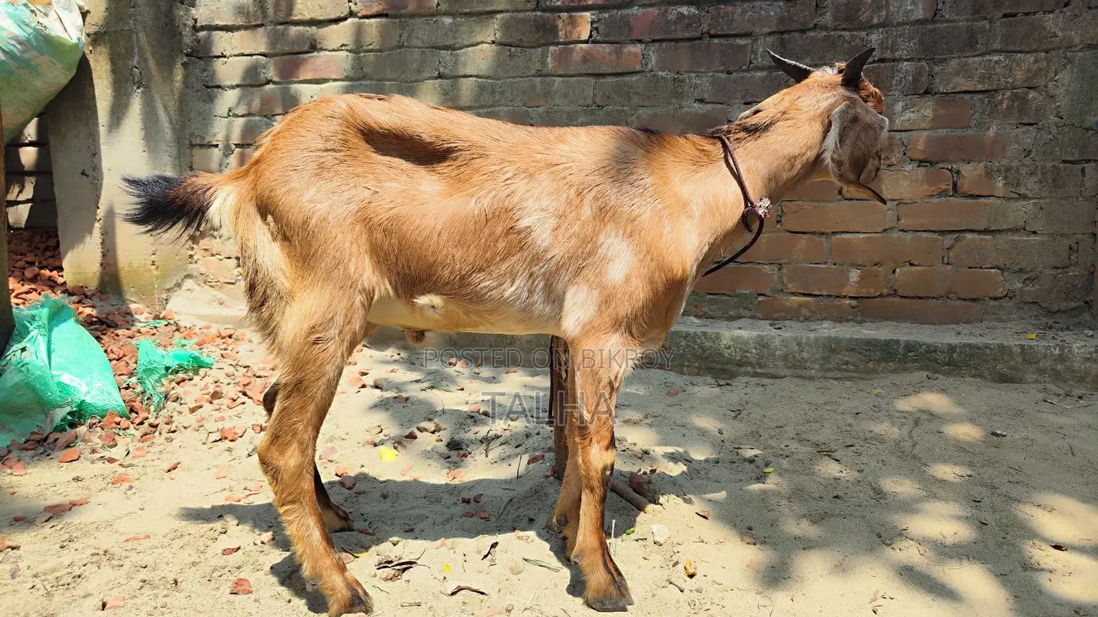 কোরবানি উপযুক্ত একটি ব্লাক বেঙ্গল খাসি