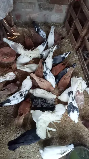 গিরিবাজ কবুতর