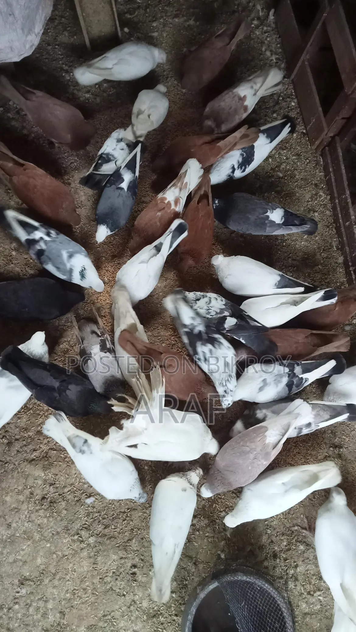 গিরিবাজ কবুতর
