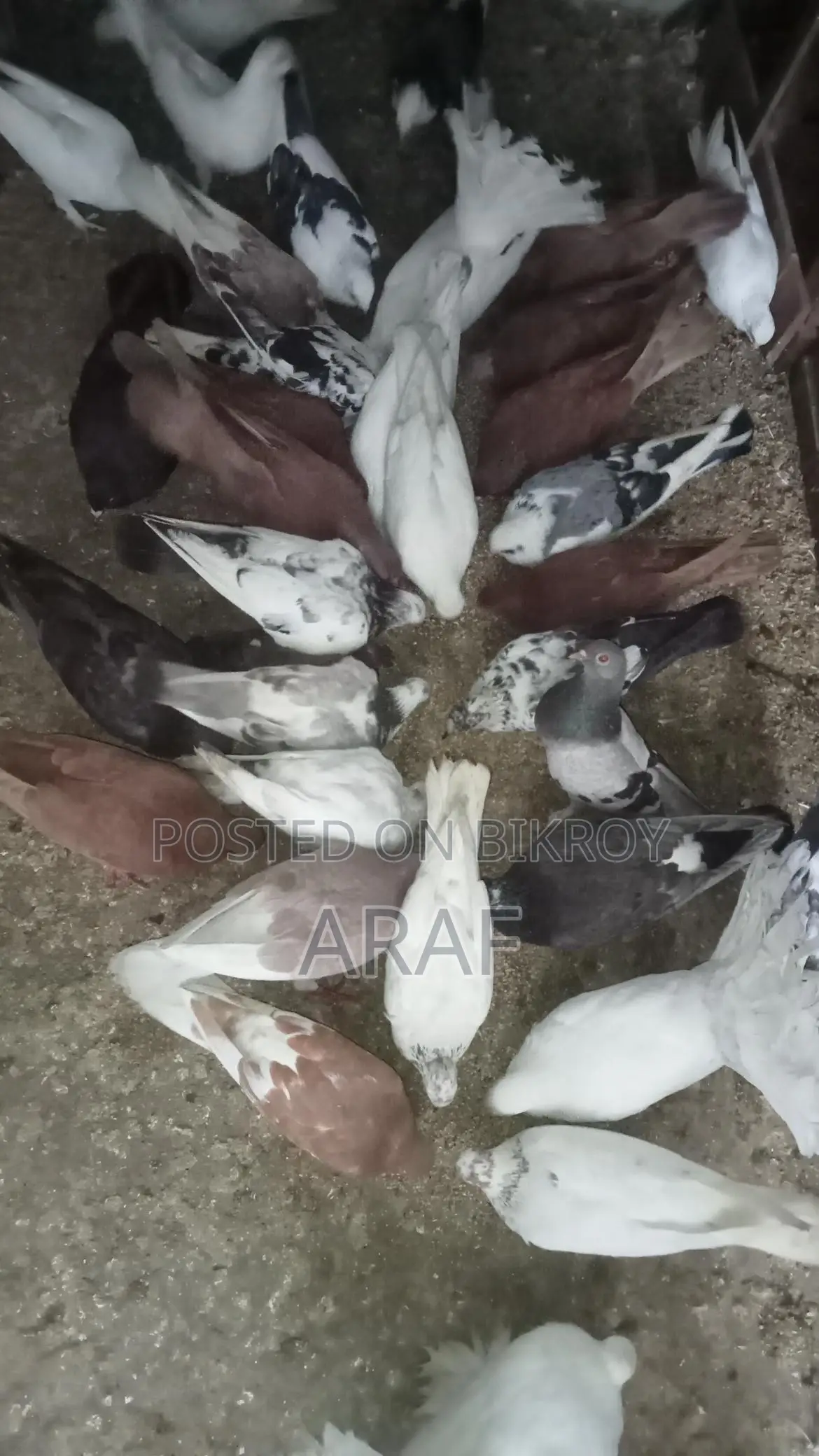 গিরিবাজ কবুতর
