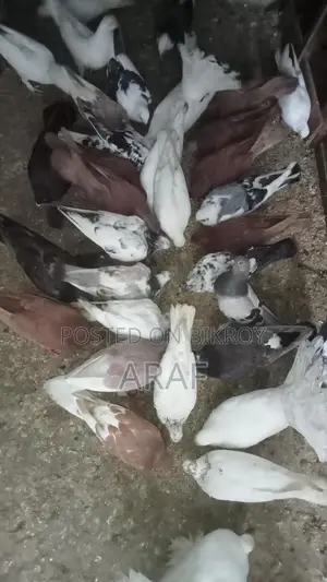 গিরিবাজ কবুতর