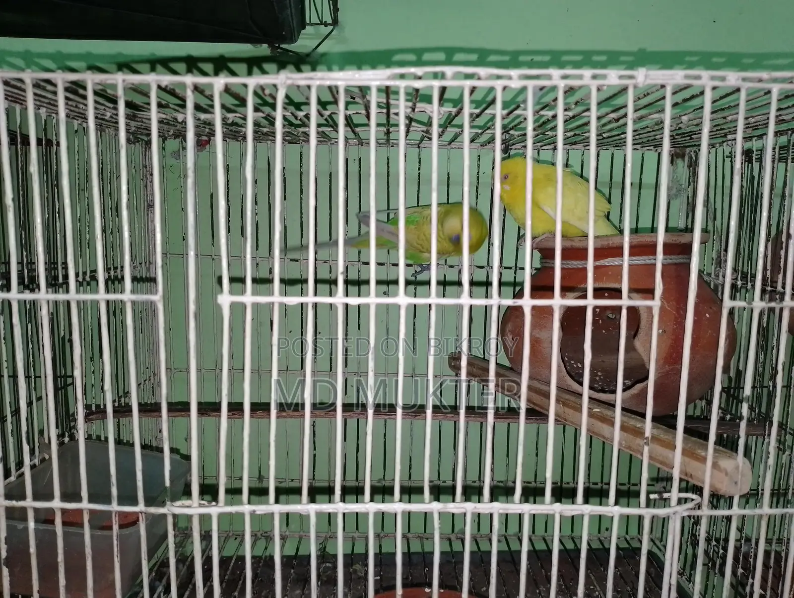 বাজিগর পাখি