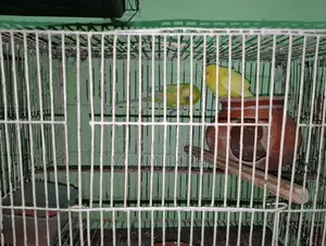 বাজিগর পাখি