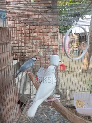 Java Sparrow Running
