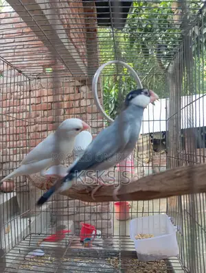 Java Sparrow Running