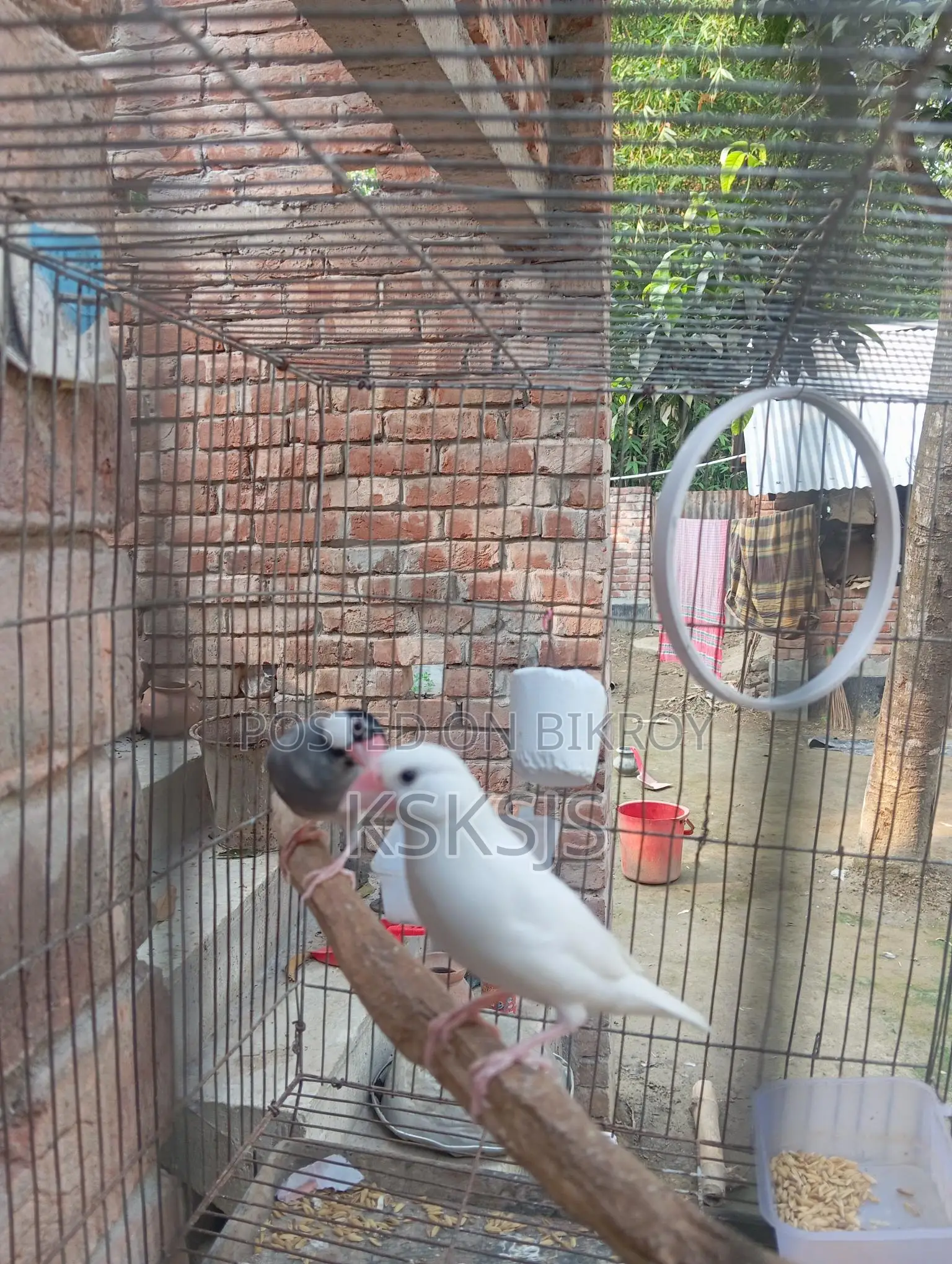 Java Sparrow Running