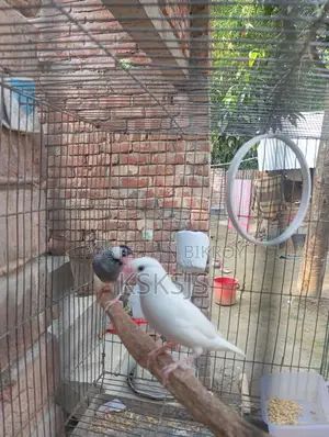 Java Sparrow Running