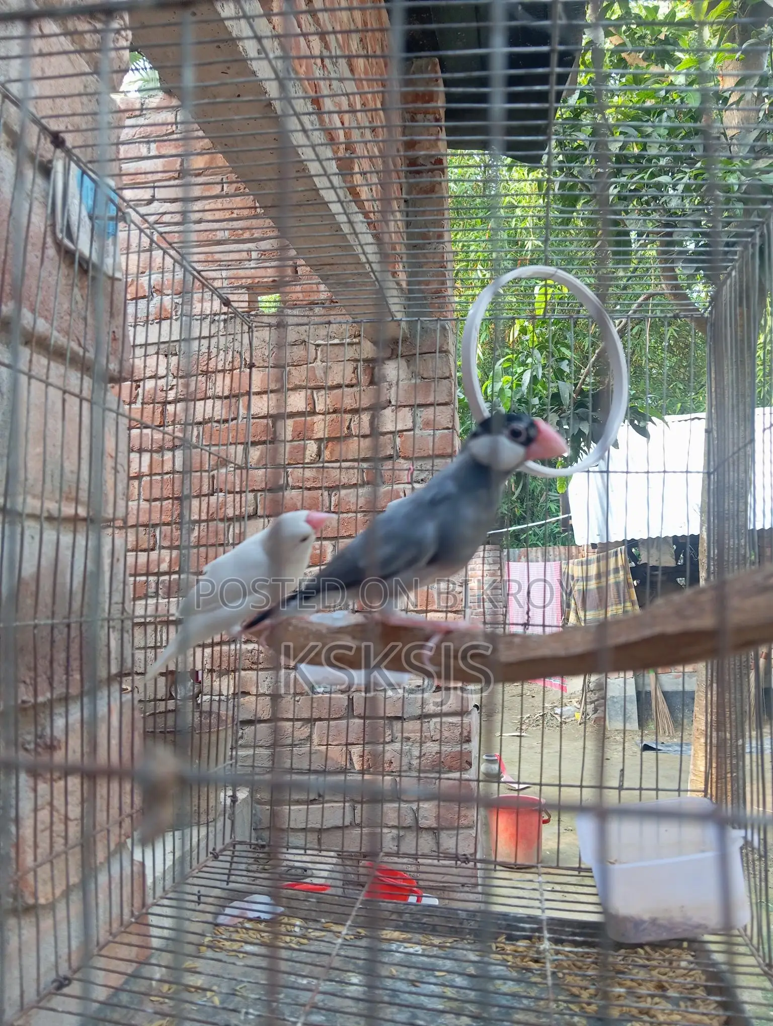 Java Sparrow Running