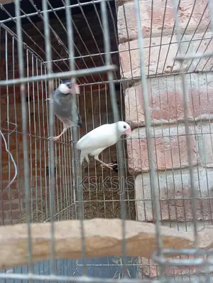 Java Sparrow Running