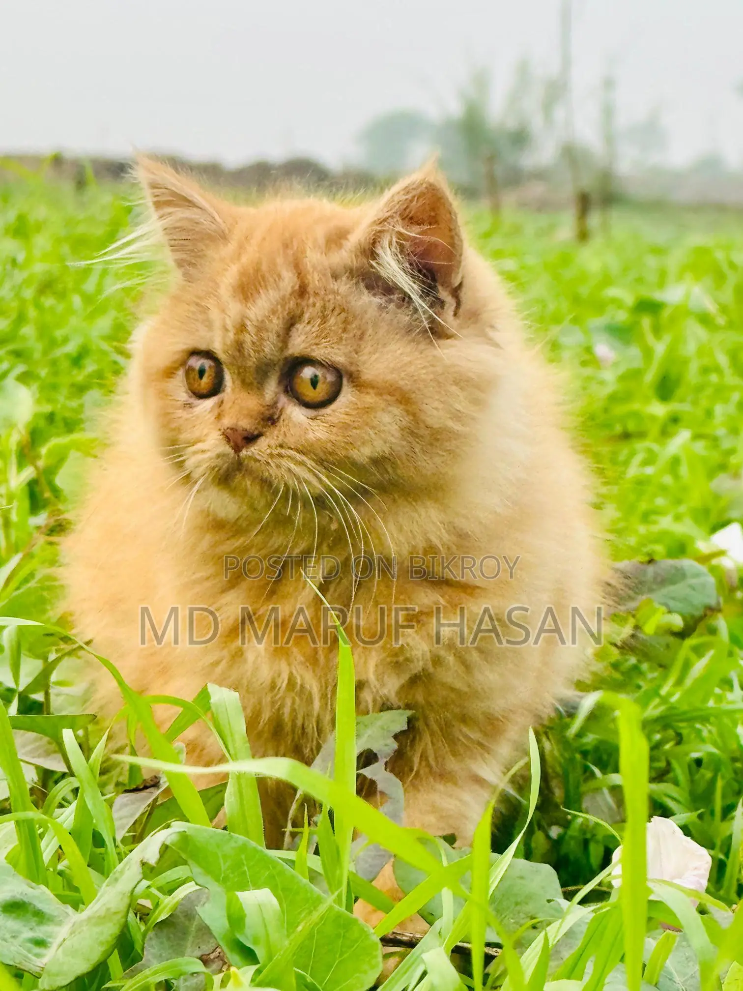 পারসিয়ান বিড়াল বিক্রি করা হবে